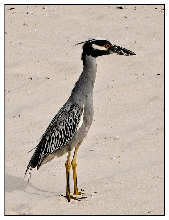Nature In Class B By Sandra Nuhn For Yellow Crowned Night Heron MAY-2019.jpg